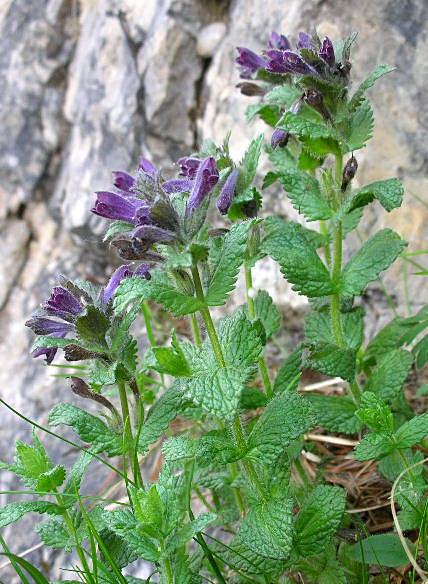 Bartsia alpina / Bartsia